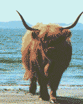 high cow